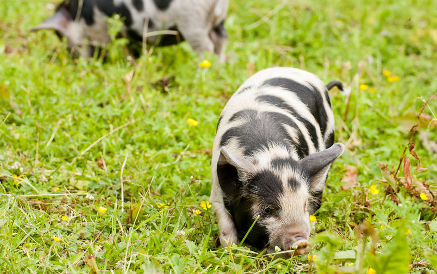 New Zealand’s Pork Industry Too Precious to Lose