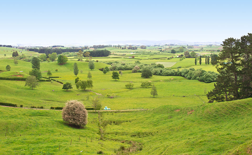 Delay in Country of Origin Labelling Will Harm Kiwi Pork Sector